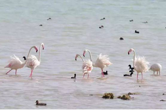 Arin Gölü'nde flamingo şöleni - Resim: 15